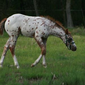 Appaloosa