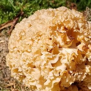 Eastern Cauliflower Mushroom