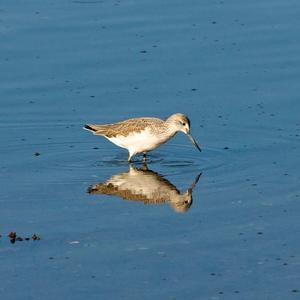 Common Greenshank