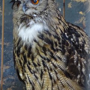 Eurasian Eagle-owl