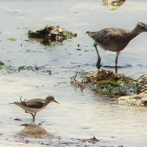 Whimbrel