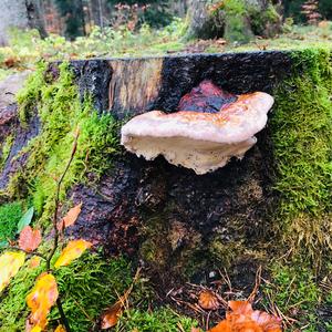 Red-belted Polypore