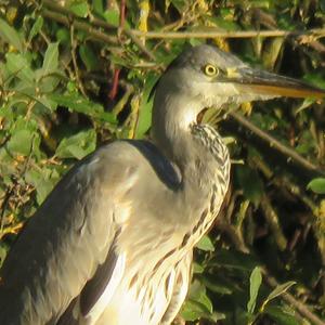 Grey Heron