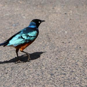 Superb Starling