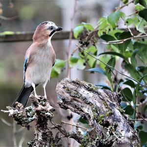 Eurasian Jay