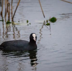 Common Coot