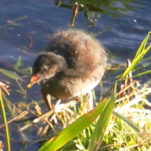 Common Moorhen