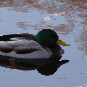 Mallard