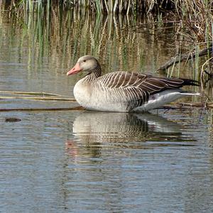 Greylag Goose