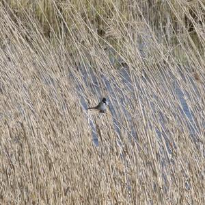 Reed Bunting