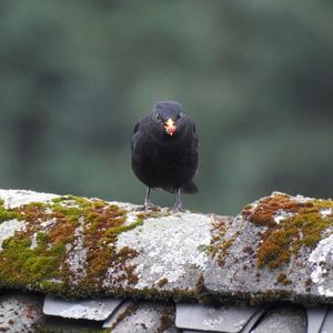 Eurasian Blackbird