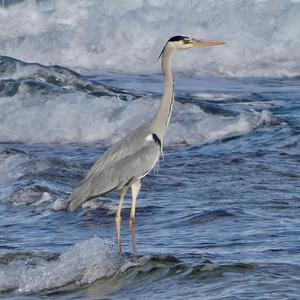 Grey Heron