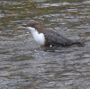 White-throated Dipper