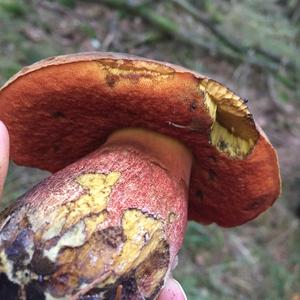 Dotted-stem Bolete