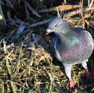 Rock Pigeon