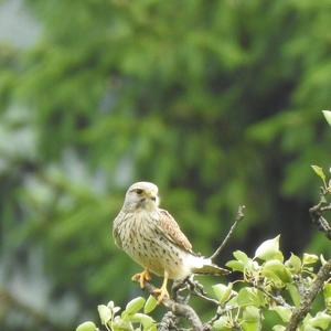 Common Kestrel