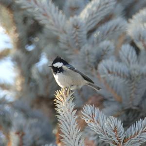 Coal Tit