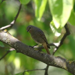 Black Redstart