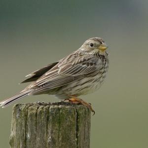 Corn Bunting