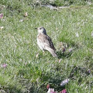 Mistle Thrush