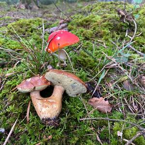 Bay Bolete