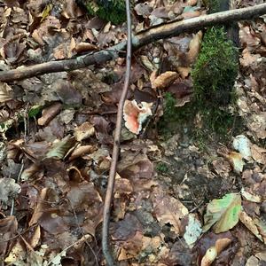 Fly Agaric