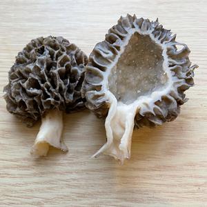 Yellow Morel