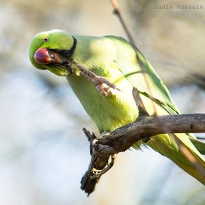 Rose-ringed Parakeet