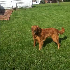 Unknown Breed