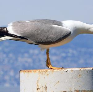 Yellow-legged Gull