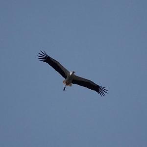 White Stork