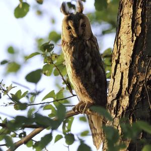 Long-eared Owl