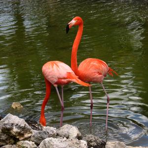 American Flamingo