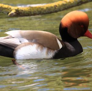 Red-crested Pochard