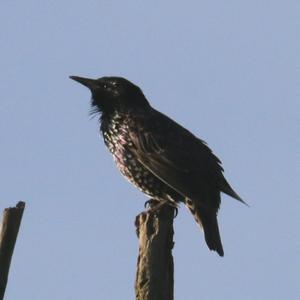 Common Starling