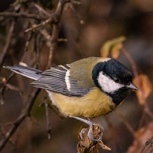 Great Tit