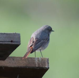 Black Redstart