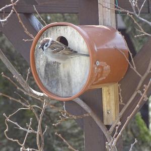 Eurasian Tree Sparrow