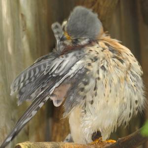 American Kestrel