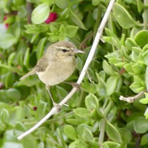 Common Chiffchaff