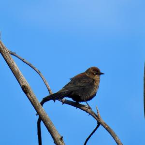 Rusty Blackbird