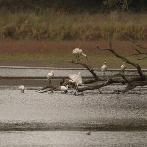 Eurasian Spoonbill