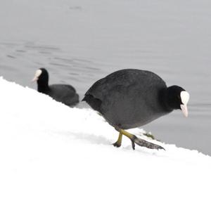 Common Coot