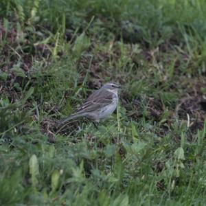 Water Pipit