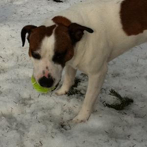 Jack Russell Terrier