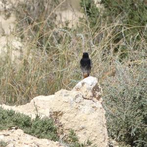 Black Redstart