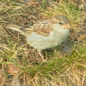 House Sparrow