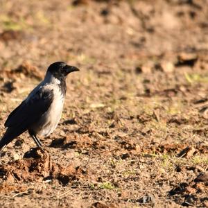 Hooded Crow