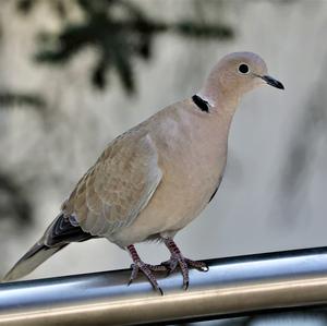 Eurasian Collared-dove