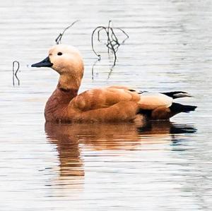 Ruddy Shelduck